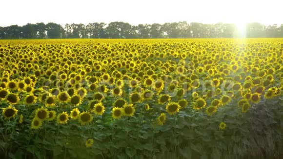 美丽的向日葵生长在田野上很多黄色的大花视频的预览图