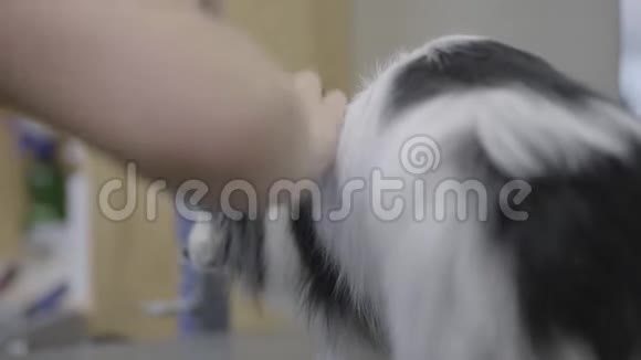宠物美容师在美容沙龙里用梳子梳理小蓬松的狗毛专业的动物发型和造型艺术视频的预览图