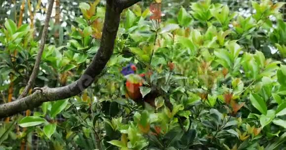 彩虹Lorikeet毛舌兰成人站在树枝上实时4K视频的预览图