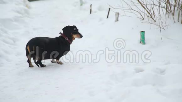 狗沿着雪道走视频的预览图