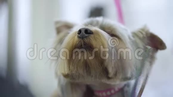 宠物美容师用剪刀剪约克郡的狗毛可爱的时尚狗在理发宠物宠物视频的预览图
