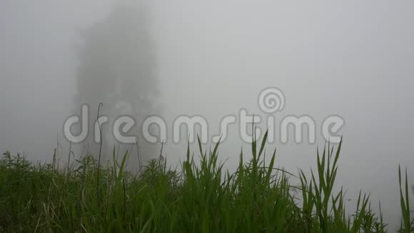 森林里弥漫着雾针叶树草和灌木丛的绿色顶部视频的预览图