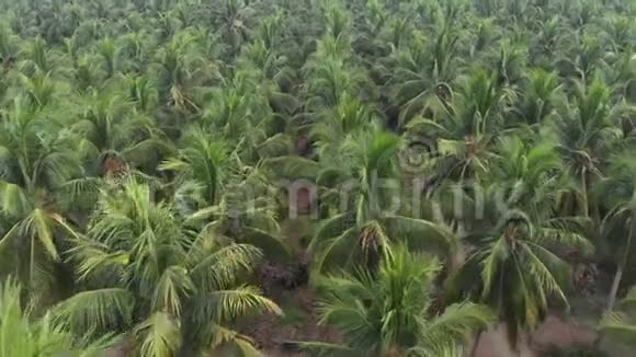在FPV效果的特写镜头中拍摄椰子农场的鸟瞰第一人称景观视频的预览图