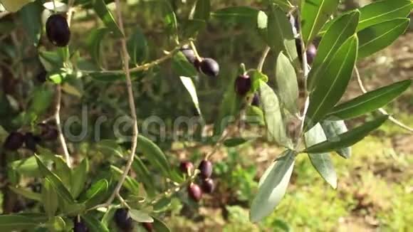 九月成熟的橄榄在阳光和风的吹拂下视频的预览图