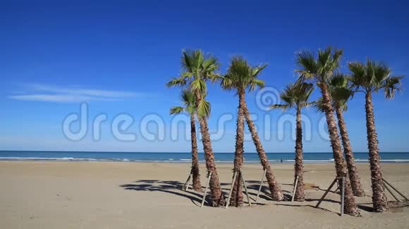 地中海沿岸的棕榈树群视频的预览图