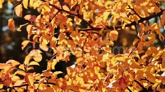 秋天的树叶金色的树晴天的树叶摇摆视频的预览图