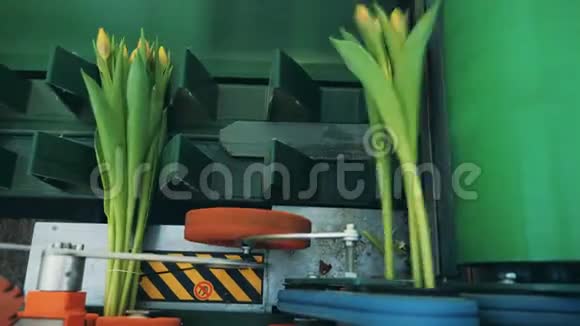 黄色郁金香在移动的传送带上收集成花束视频的预览图
