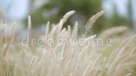 把麦田里的黄大麦植物贴在天空上视频的预览图