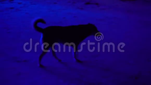 海滩派对上的狗视频的预览图