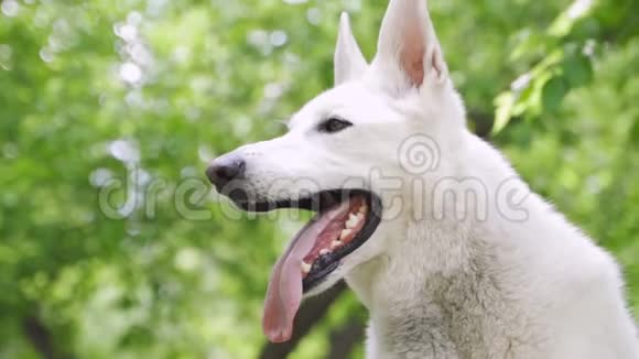 BergerBlancSuisse或白色瑞士牧羊犬家犬视频的预览图