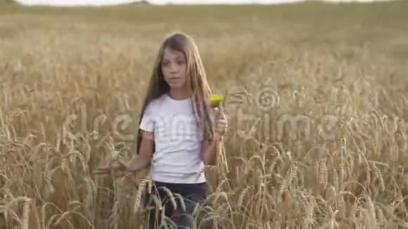 站在麦子里看着摄像机的漂亮女孩视频的预览图