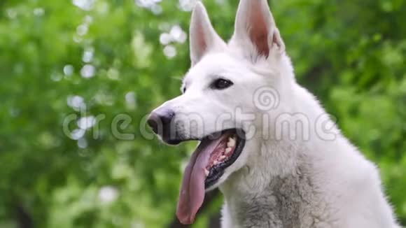 BergerBlancSuisse或白色瑞士牧羊犬家犬视频的预览图