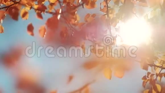 秋天的森林美丽金色的树叶阳光灿烂视频的预览图