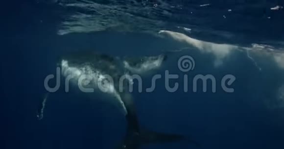 鲸鱼小牛驼背和妈妈一起在海里游泳巨鲸在水下摄影镜头视频的预览图