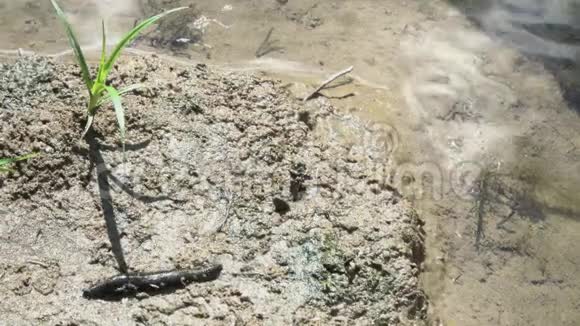 水蛭沿着河底爬行视频的预览图