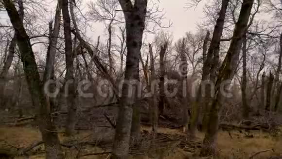 暴风雨从不同角度毁坏了森林树木和原木慢动作幻灯片拍摄视频的预览图
