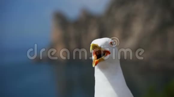 笑的海鸥特写看着镜头视频的预览图