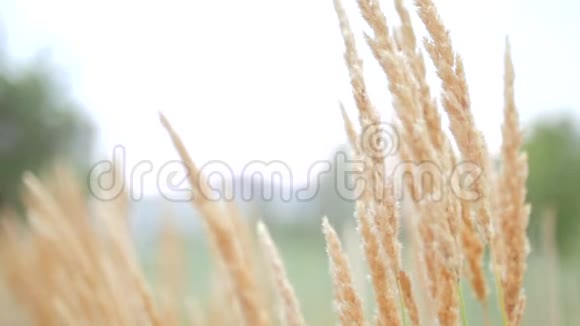 关闭植物自然在芦苇田视频的预览图