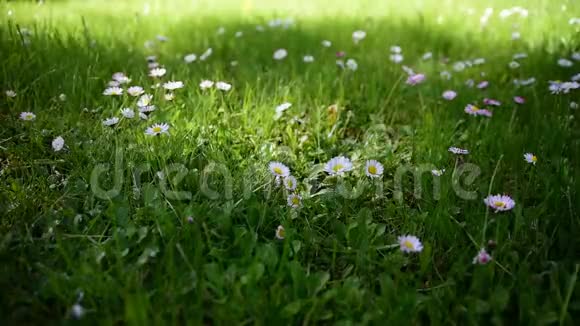 阳光下的绿草和雏菊视频的预览图