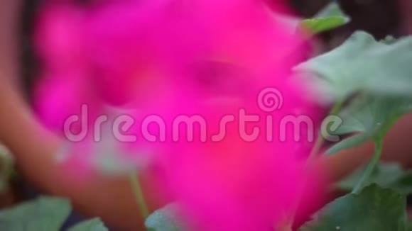大自然中盛开的粉红色天竺葵季节性春花视频的预览图