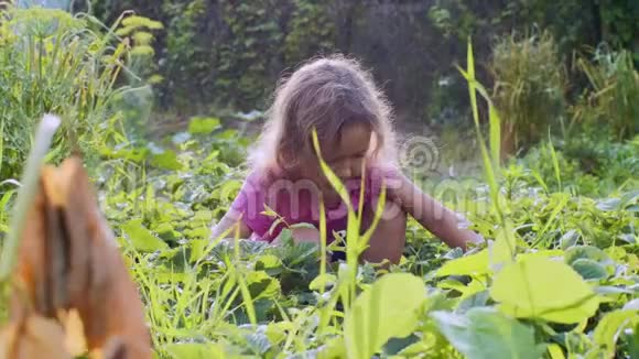 小女孩正在吃草莓蹲在花园里视频的预览图