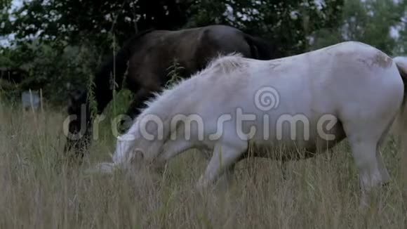 美丽的纯种马皮尼在草地上放牧吃草动物护理马和人的概念视频的预览图