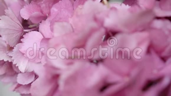 粉红色的绣球花特写浅自由度视频的预览图