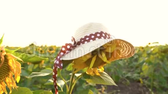 日落时的葵花田有趣的概念穿着女帽的向日葵视频的预览图