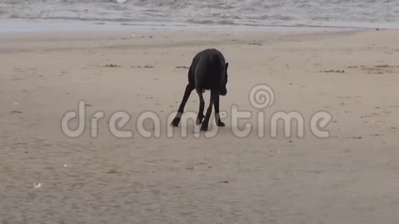 快乐的狗在海滩上奔跑视频的预览图
