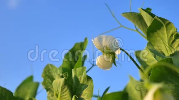 豌豆和五颜六色的花在春天的背景蓝天上年轻的豌豆在田野上收获视频的预览图