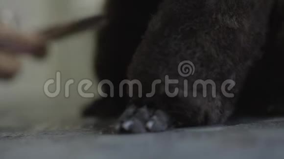一个穿着特殊衣服的女人专业的美容师用剪刀在爪子上剪约克郡的毛可爱的狗视频的预览图