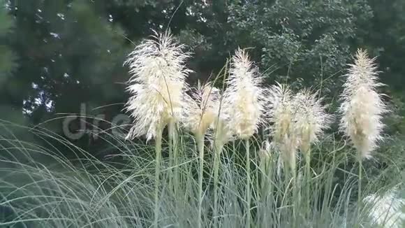 这些可爱的白色植物随风飘动视频的预览图