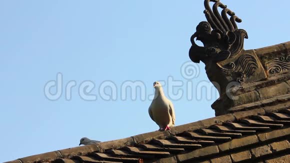 中国庙顶瓦上的鸽子视频的预览图