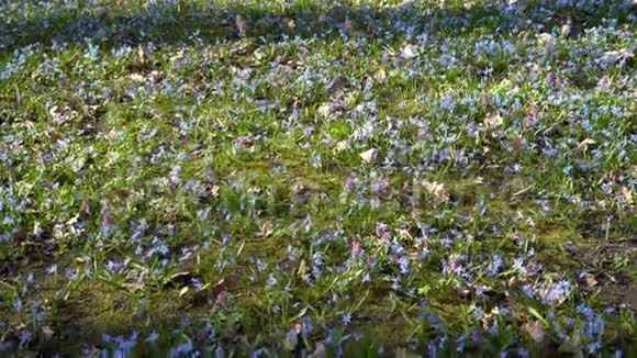 阳光明媚的一天森林里长满了蓝色的春花在森林里的西伯利亚或蓝色的雪花这就是视频的预览图