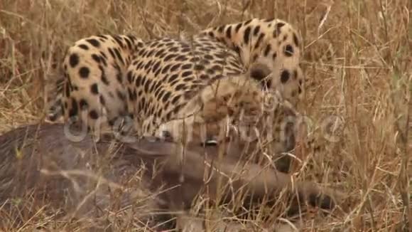 豹吃猎物视频的预览图