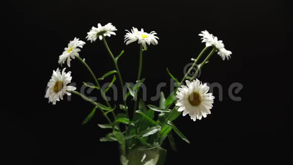 一束白色的雏菊在玻璃花瓶里旋转视频的预览图