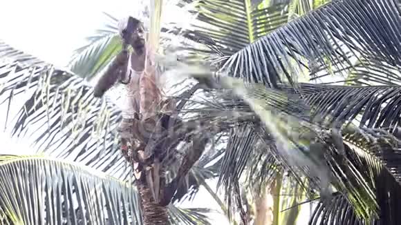 勇敢的工人用大刀砍下绿色的棕榈树叶子视频的预览图