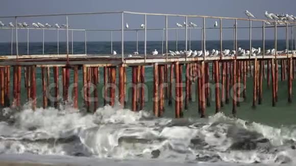 海上铁墩上海鸥视频的预览图
