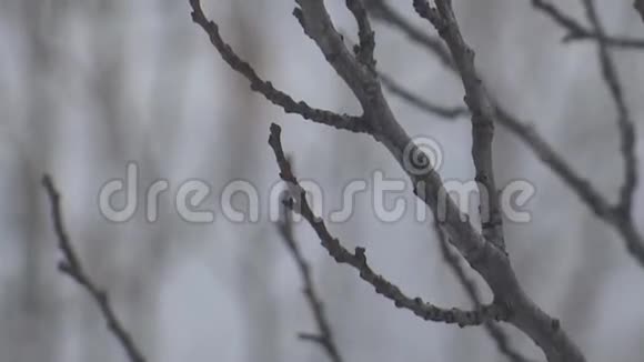 雪下的树视频的预览图