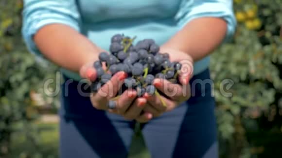 农夫农学家双手捧着一把熟透的黑葡萄在镜头中展现视频的预览图