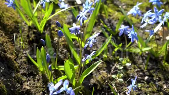 特写西伯利亚锡拉或森林中的蓝色雪花阳光明媚的一天春天的蓝色花朵观点视频的预览图