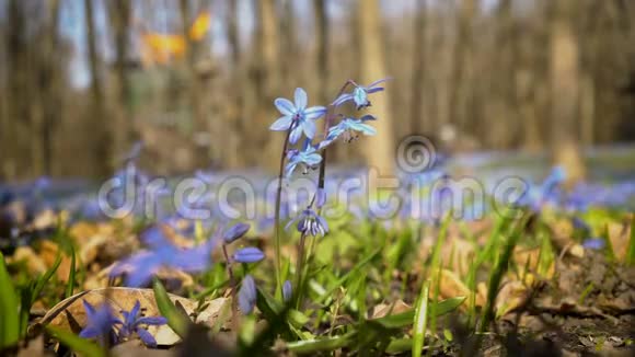 晴天的春天公园里的蓝铃靠近雪碧或蓝色雪花从下面看从视频的预览图