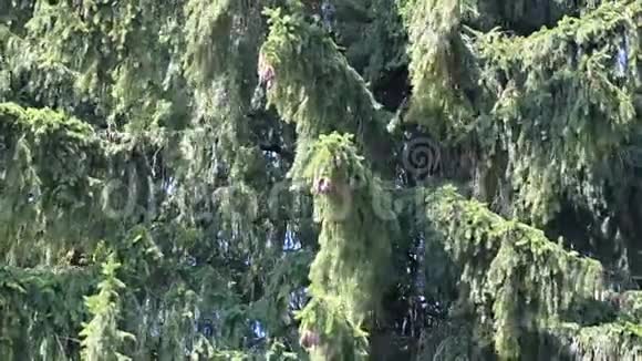 森林树背景视频的预览图