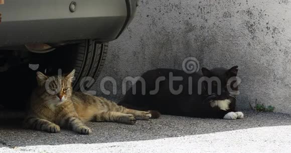两只街猫躺在车下视频的预览图