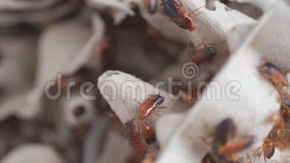 动物园里的蟑螂群视频的预览图