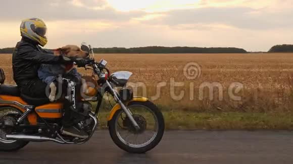 骑摩托车的狗的摩托车司机视频的预览图