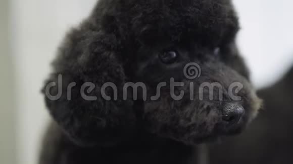 毛茸茸可爱的黑色小狗特写的肖像可爱的狗在宠物沙龙摇了摇后梳洗小可爱视频的预览图