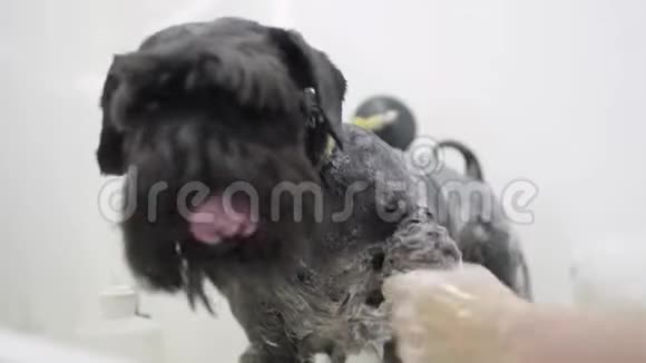 在美容狗沙龙里新郎用洗发水洗手可爱的黑色小狗专业的动物美容师照顾视频的预览图