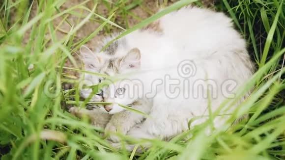 猫坐在草地上害怕地看着牢房摄像机正在接近动物视频的预览图