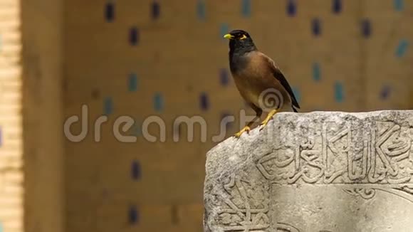 混凝土砌块上的黑鸟和棕鸟视频的预览图